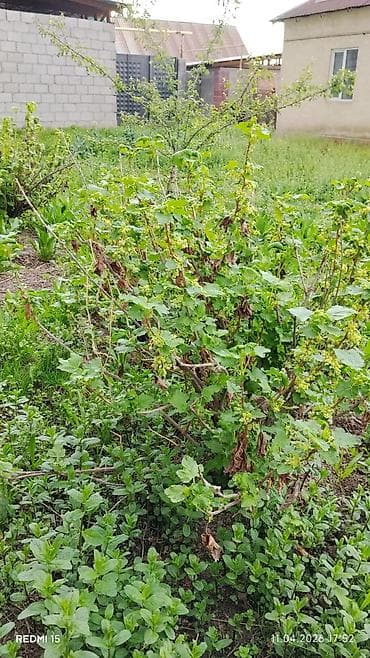 Саженцы и взрослые кусты садовых культур. Предлагаются: - Смородина at lalafo.kg Саженцы и взрослые кусты садовых культур. Предлагаются: - Смородина