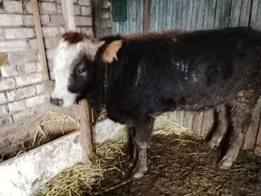 Ковролин: Продаю | Бык (самец) | Полукровка | На откорм | Привязанные — 1