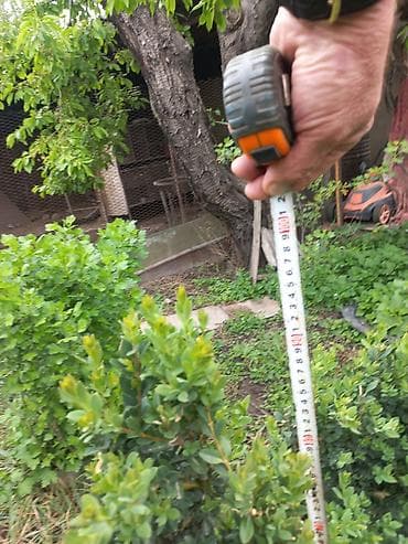 садовое: Самшит (Buxus sempervirens) — саженцы и сформированные кусты для живых — 6