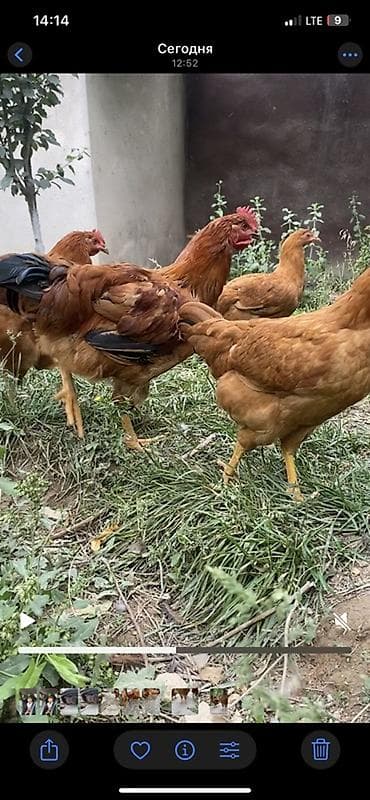голуби животные: Продаю | Куры | Бройлерная | Для разведения — 1