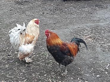Услуги ветеринара: Продаю | Петух | Брама | Для разведения — 3