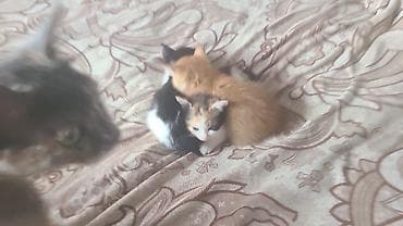 короткошерстная британская кошка: Котята-домоседы, помёт от домашней кошки. Окрас на выбор: - рыжие и — 3