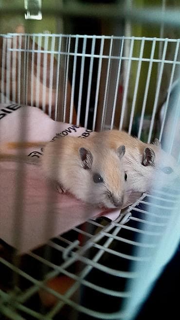 Пара песчанок (Monodelphis) светло-бежевого окраса - Активные