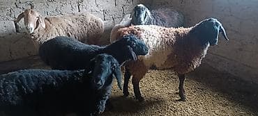 куры цыплята: Продаю | Овца (самка) | На забой — 9