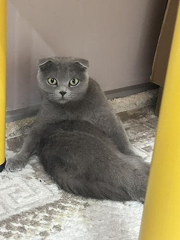 chi su: Скотиш Фолд (Шотландская вислоухая), 1 год, Девочка, Голубой, Приучена к лотку — 2
