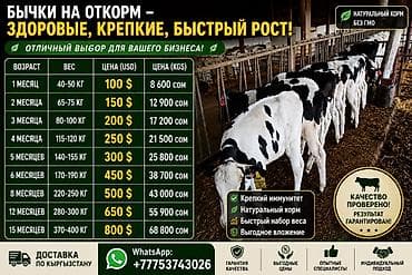Продаю | Бык (самец) | На откорм at lalafo.kg Продаю | Бык (самец) | На откорм