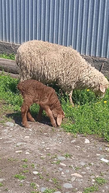 бараны продажа: Продаю | Овца (самка) | Для разведения | Матка — 3