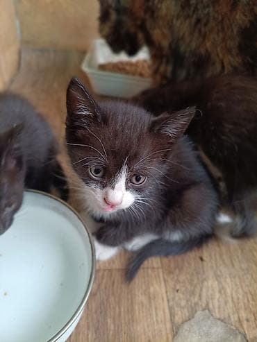 Мышыктар: Котята-домоседы отдам даром разного окраса - Возраст: 1 месяц (на — 4