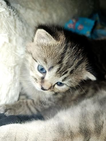 black cat: Продаю котят один вислоухий один с прямыми,мама породистая вислоухая — 4
