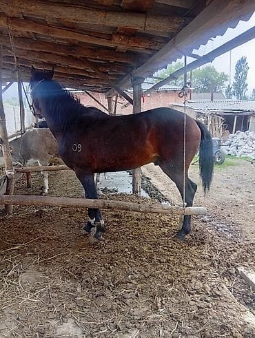 Үй жаныбарлары: Сатам | Жылкы (эркек), Байтал, Тай | Аргын — 6