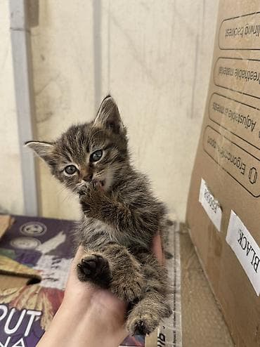 отдам даром котенка бишкек: Кошка даром: Беспородная, 1 месяц, Мальчик — 1