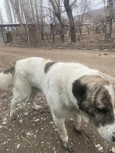 ит алабай: Крупная сторожевая собака, типаж среднеазиатской овчарки (алабай). - — 4