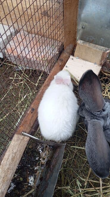 кролики фландр: Продаю | Крольчата | Фландр | Для разведения | Племенные — 5