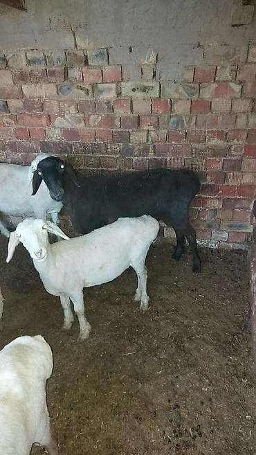 Башка жаныбарлар: Сатам | Кочкор (эркек) | Союуга | Бычылган — 4