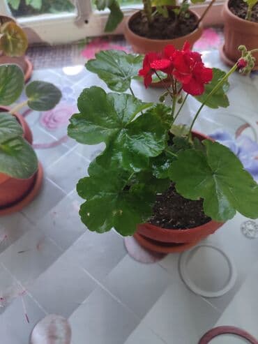 сколько стоят гипсофилы: Продаю комнатные цветы Сансевиерия-250сом (тещин язык ) Хлорофитум — 17