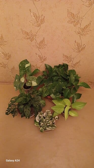 купить большие комнатные растения: Коллекция комнатных растений с декоративной листвой (в горшках) — 49