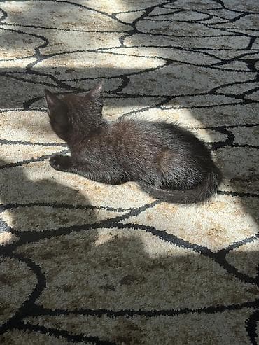 шиншила кошка: 2 месяца, Девочка, Приучена к лотку — 3