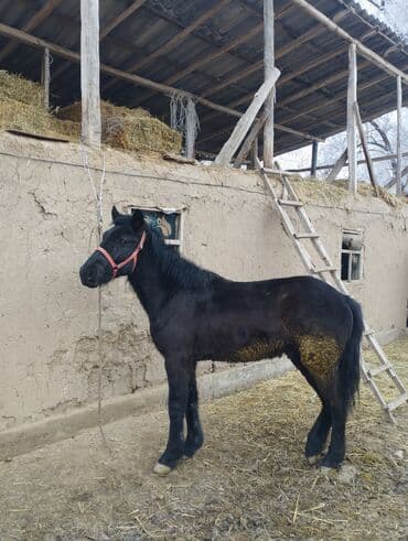 Продаю | Конь (самец), Жеребенок | Полукровка | На забой, Для разведения, Рабочий