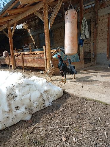 шотландская вислоухая кошка: Продаю | Петух | Бойцовая | Для разведения — 8