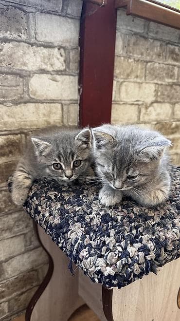 кошки милые: 2 месяца, Девочка, Серый, Приучена к лотку — 10