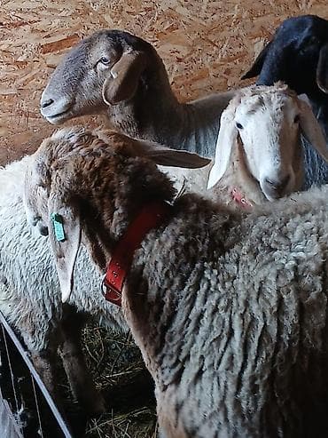 арашан ко: Сатам | Ургаачы кой (ургаачы), Кочкор (эркек) | Арашан | Көбөйтүү үчүн — 4