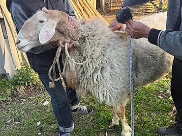 Продаю | Баран (самец) | Арашан