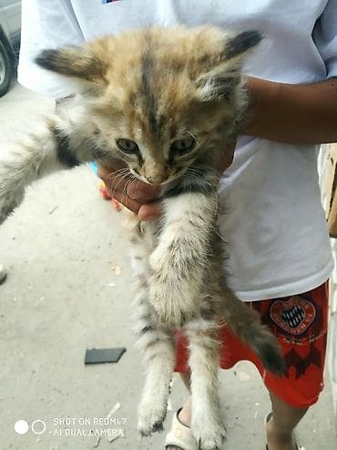 кошка котёнок: Отдадим котят в добрые руки — 3