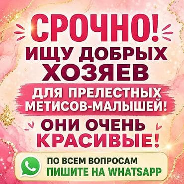 ориентальная длинношерстная кошка: 2 месяца, Мальчик, Метис, Приучена к лотку — 1