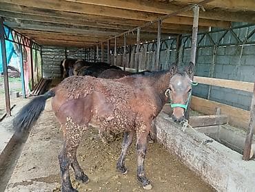 американский рысак: Продаю | Жеребенок | Для разведения — 5