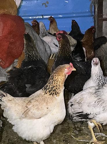 Аквариумы: Домашние куры и петухи — 1