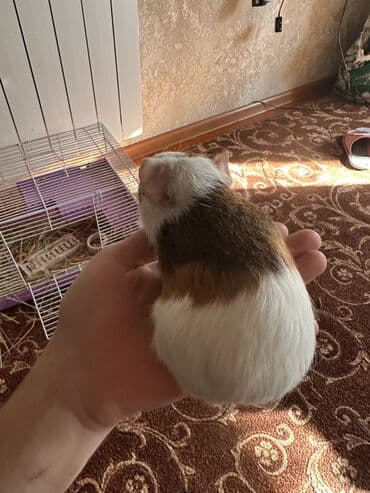 жугору фото: Морская свинка с клеткой — 4