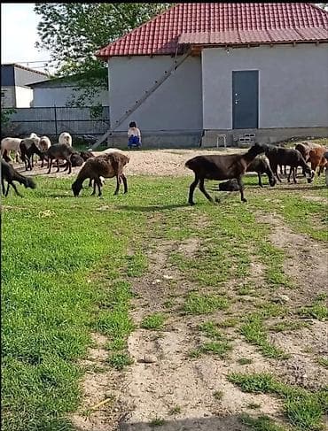 дакан тайго: Продаю | Баран (самец) | Для разведения | Кастрированные — 4