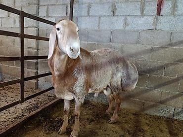 Продаю | Баран (самец) | Для разведения | Осеменитель at lalafo.kg Продаю | Баран (самец) | Для разведения | Осеменитель