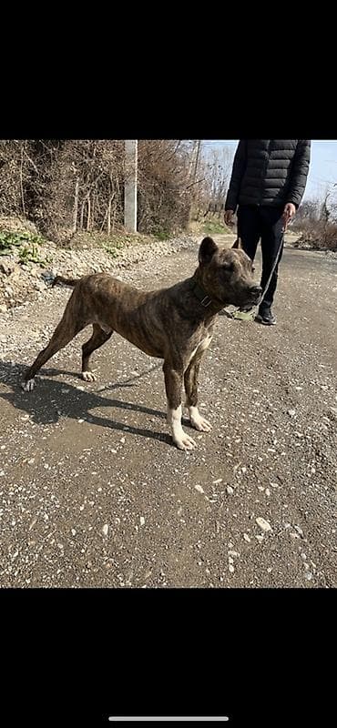 сколько стоит щенок мопса: Питбуль, 7 месяцев, Самец, С прививкой — 1