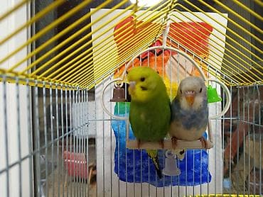 клетка для шиншиллы: Волнистые попугаи пара. есть кормушки поилка минеральный камень качели — 1