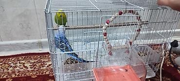 килограмм курицы цена: Срочно продаю — 2