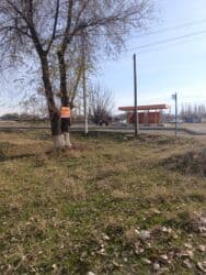 купить саженцы плодовых в бишкеке: Срочно продаю участок 10 сотых город Каинда прям на трассе угловой — 4