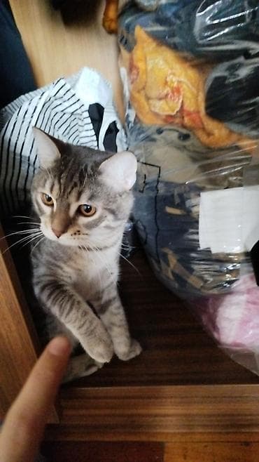 cat sofa: Пропал !!!!!!! Кличка Хоги, домашний кот,2года — 2