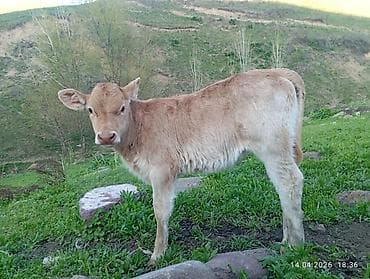 Продаю | Тёлка | На откорм