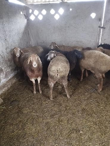 тай жеребёнок: Продаю | Конь (самец) | На забой — 3