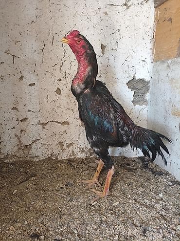 о шамо короз: Продаю | Петух | Бойцовая | Для разведения — 4
