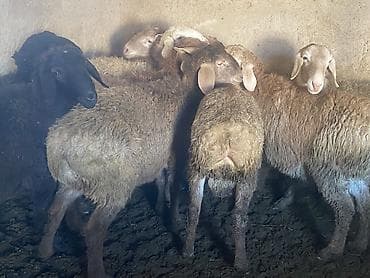 Үй жаныбарлары үчүн товарлар: Сатам | Кочкор (эркек) | Гиссар, Аргын, Эдильбай | Союуга, Көбөйтүү үчүн | Жасалма жол менен боозутуу — 3