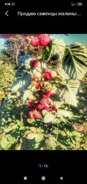 Продаю саженцы Долго играющей сорт малины морозостойкие, крупные, Не at lalafo.kg Продаю саженцы Долго играющей сорт малины морозостойкие, крупные, Не