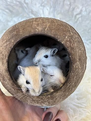 Другие животные: Продаются хомячки джунгарские, сирийские, ангорские пушистые хомячки — 8
