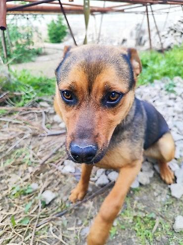 рынок собак в бишкеке: Ротвейлер, 7 месяцев, Самка — 6