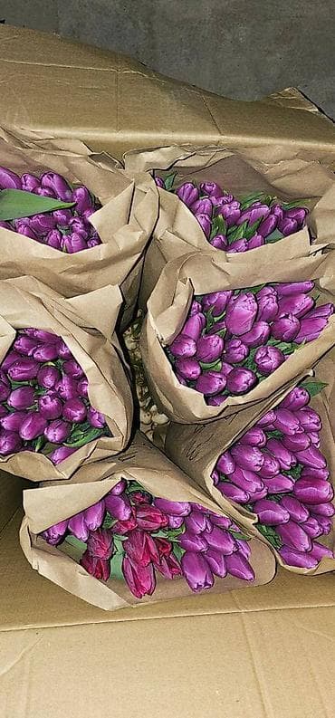 тульпан оптом: В наличии Тюльпаны🌷💐 имеются в ярких и разных цветах . также есть — 9