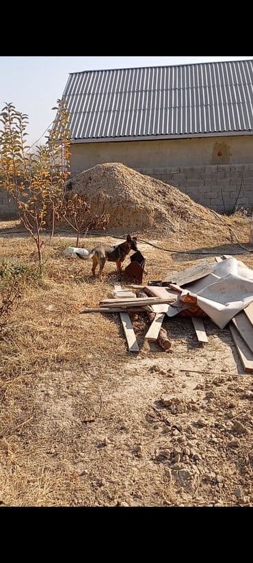 Вязка собак: Бельгийская овчарка, 2 месяца, Самец — 7