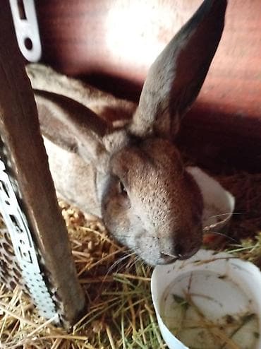 шотландская кошка: Продаю | Крольчиха (самка) | Белый великан | Для разведения — 2