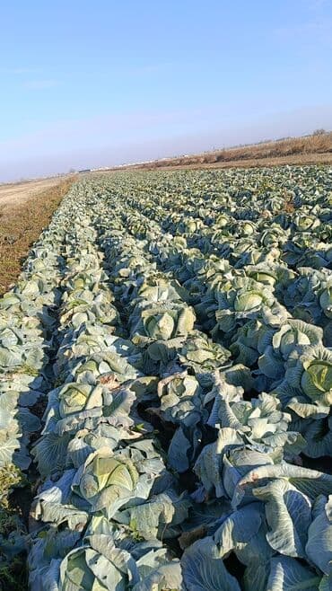 шкаф с дверцами: Капуста Белокачанная, Оптом — 1