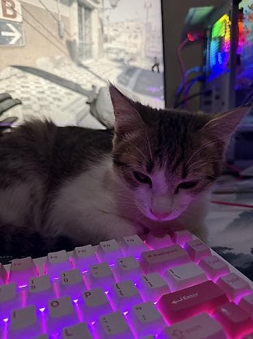 кошка на вязку: 5 месяцев, Мальчик, Биколор — 3